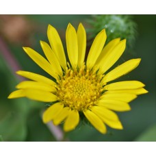 /限量快閃/ 山金車 Arnica 30g