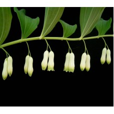 2025/12/06（六） 居家藥草師--痠痛專題：封印草與山金車（台北上午班）